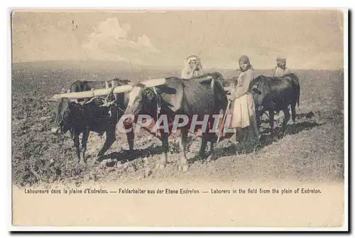 Laboureurs dans la plaine d&#39Esdrelon Laborers in the field from the plain of Esdrelon Cartes postales