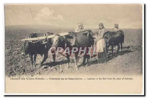 Laboureurs dans la plaine d&#39Esdrelon Laborers in the field from the plain of Esdrelon Ansichtskarte AK