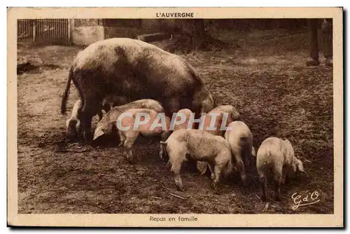 Ansichtskarte AK Repas en famille cochons L&#39auvergne animaux