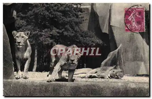 Pac zoologique du bois de Vincennes Cartes postales Paris Lions et lionnes sur leur plateau