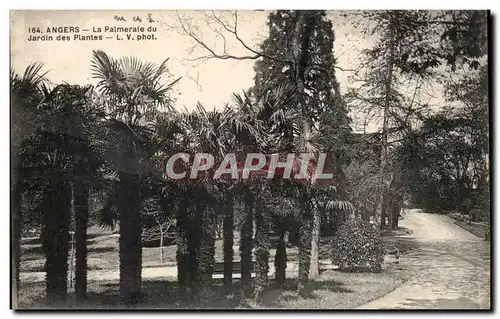 Angers Cartes postales La Palmeraie du jardin des plantes