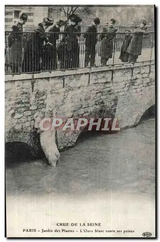 Cartes postales Crue de la Seine Jardin des Plantes L&#39ours blanc conte ses peines Bear