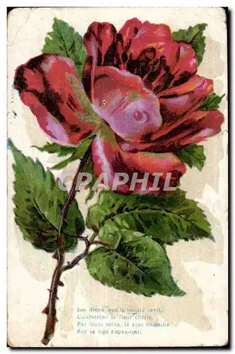 Cartes postales Fantaisie Fleur Rose