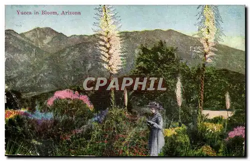 Arizona-Etas-Unis- Yucca in Bloom Cartes postales