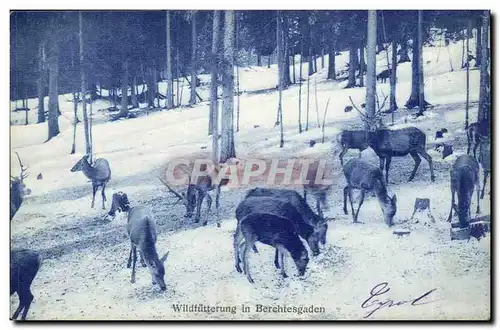 Cartes postales Suisse Wildfutterung in Berchtesgden (cerfs et biches )