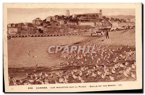 Cannes - Les Mouettes sur la Plage - Gulls on the Beach - Ansichtskarte AK