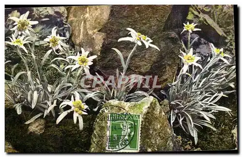 Cartes postales Fleurs Leontopodium alpinum