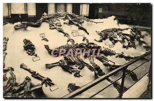 Belgie Belgique Musee royal d&#39histoire naturelle Bruxelles Paleonthologie