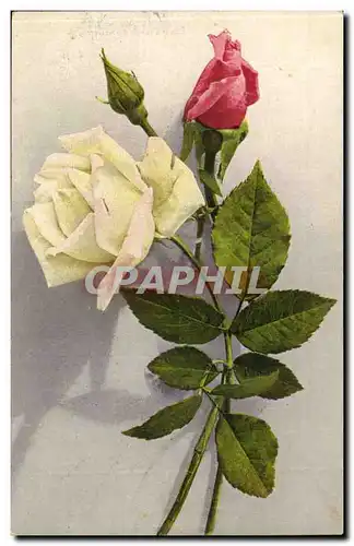 Cartes postales Fantaisie Fleurs Roses