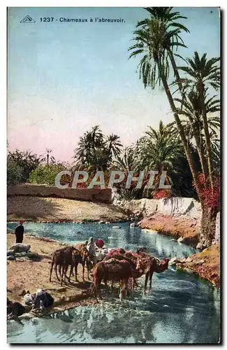 Cartes postales Chameaux a l&#39abreuvoir (afrique du nord)