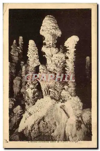 Cartes postales L'aven armand dans la foret vierge