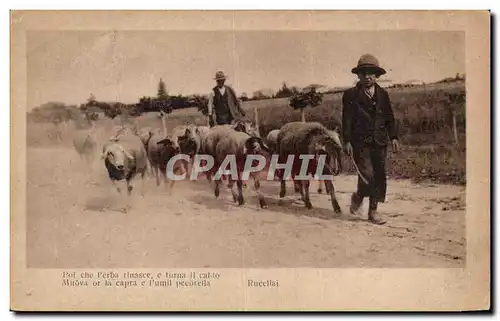 Italy - Italie -Rucellai mouton Ansichtskarte AK