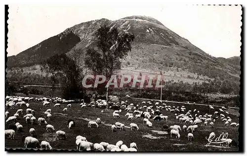 Puy de Dome- Paturages au Pied-alt 1465m-mouton -Ansichtskarte AK