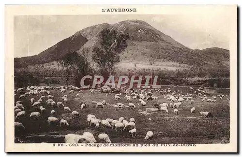 Puy de Dome- Pasage de moutons au pied du Puy de Dome-Ansichtskarte AK