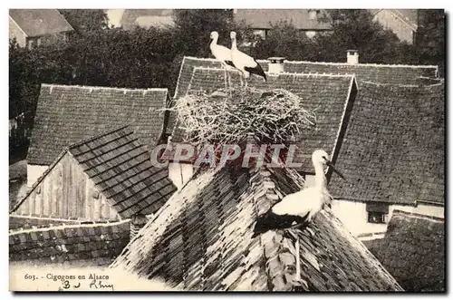 Cigognes en Alsace--Ansichtskarte AK