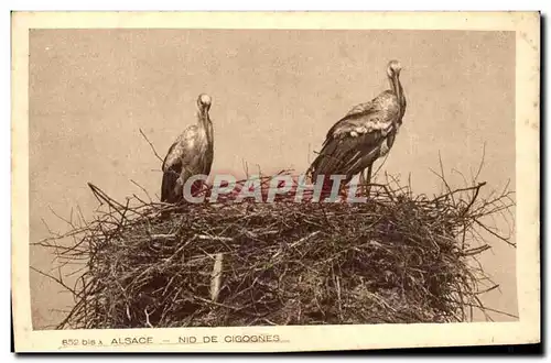 Cigognes en Alsace-Nid--Cartes postales