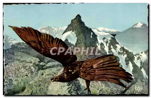 Images de Chez Nous - Les Hotes de Nos Montagnes - Un Aigle Royal Authentique - oiseau - Cartes postales