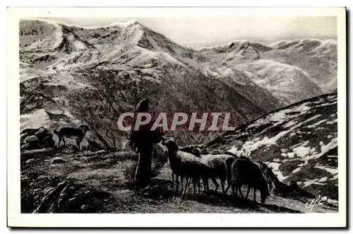 Cartes postales Le sel du troupeau dans la haute montagne Pyrenees Moutons