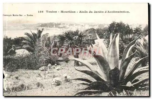 Toulon - Mourilon Aloes du Jardin d&#39Acclimation - Cartes postales