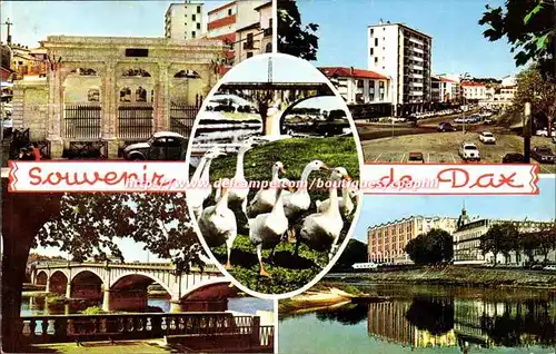 Cartes postales moderne Souvenir de Dax (Splendid fontaine chaude les oies)