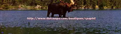 Etats Unis Maine Mature bull moose in the moosehead Katahdin area of Maine