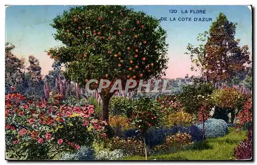 Cot d&#39Azur - La Flore - Cartes postales