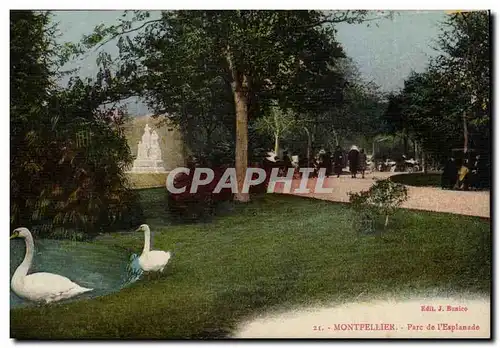 Montpellier - Parc de l&#39esplanade - Cygnes - Ansichtskarte AK