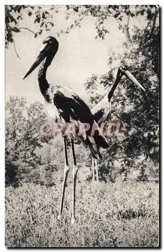 Ansichtskarte AK Museum national d&#39histoire naturelle Parc zoologique du bois de Vincennes Un coup de Jabirus