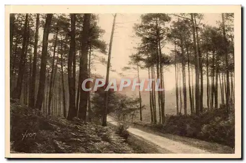 Les Landes de Gascogne Cartes postales Route de Leon a Moliets