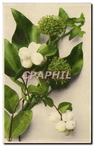 Cartes postales FAntaisie Fleurs (muguet)