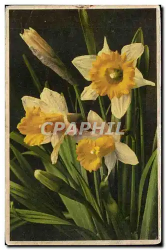 Cartes postales FAntaisie Fleurs