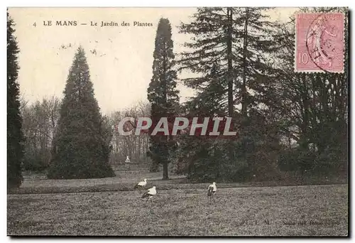 Cartes postales Le Mans Le jardin des plantes cigognes cigogne