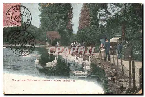 Cygnes Blancs Clor - Europe - Swans - Cartes postales