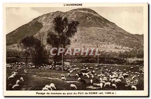 Auvergne Ansichtskarte AK Pacage de moutons au pied du Puy de Dome