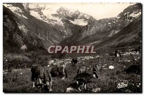 Patrurage en Haute Montagne - Les Vaches - Paysage Alpestres- Ansichtskarte AK