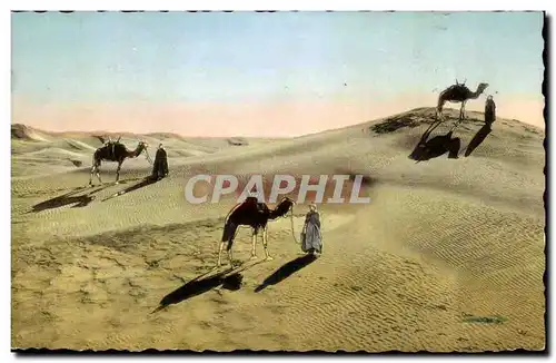 Scenes et Types - Touaregs dans les Dunes- Ansichtskarte AK