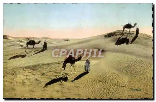 Scenes et Types - Touaregs dans les Dunes- Cartes postales