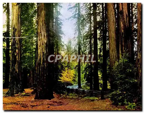 Fall leaves in the Redwoods - A tree 200ft hold about 4700 gallons of water - Muir Woods - Cartes postales