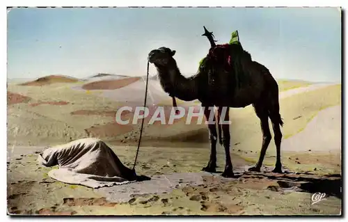 Scenes et types Cartes postales moderne La priere du desert (chameau dromadaire)