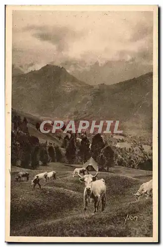 Pyrenees Cartes postales Paturage sur la route du col d&#39Aubisque (vaches)