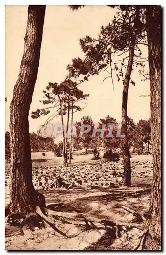 Maison fleureuse Ile d&#39Oleron Cartes postales La sieste sous les pins