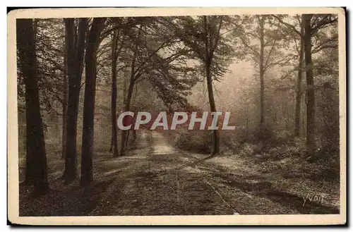 St GErmain en laye Cartes postales Un coin de la foret