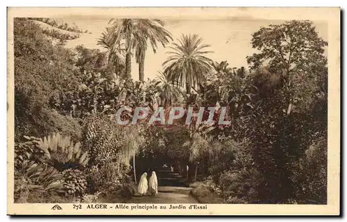 Afrique - Africa - Algeria - Algeria - Alger - Allee principale au Jardin d&#39Essai - Cartes postales