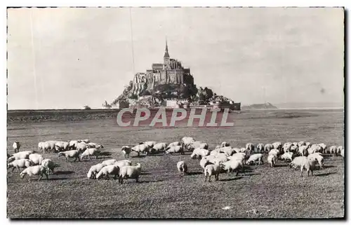 Mont Saint Michel Ansichtskarte AK Les pres sales (moutons)