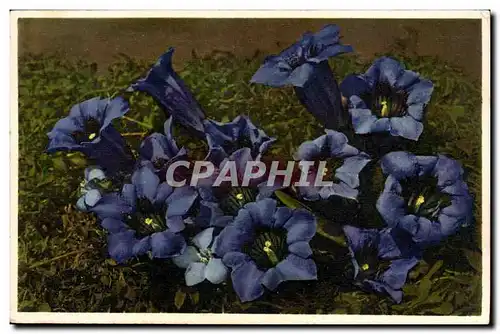 Cartes postales Fantaisie Fleurs