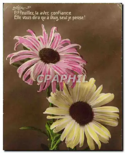 Fantaisie Cartes postales Effeuillez la votre confiance elle vous dira qu a vous seul je pense Fleurs