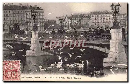 Suisse Geneve Ansichtskarte AK Les mouettes