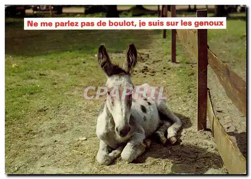 Cartes postales moderne Humour Ne me parlez pas de boulot je suis sur les genoux (ane donkey mule)