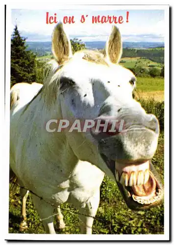 Cartes postales moderne Ici on s&#39marre (ane donkey mule)