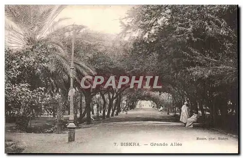 Algerie Biskra Cartes postales Grande allee